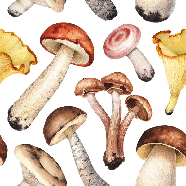 Акварельна ілюстрація грибів . — стокове фото