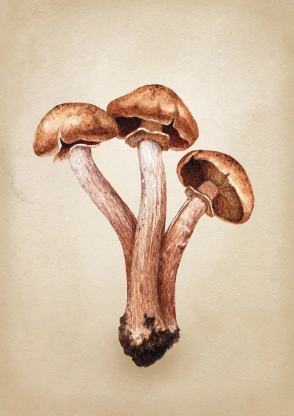 Watercolor illustration of mushrooms — Stock Image Watercolor illustration of mushrooms Stock Image