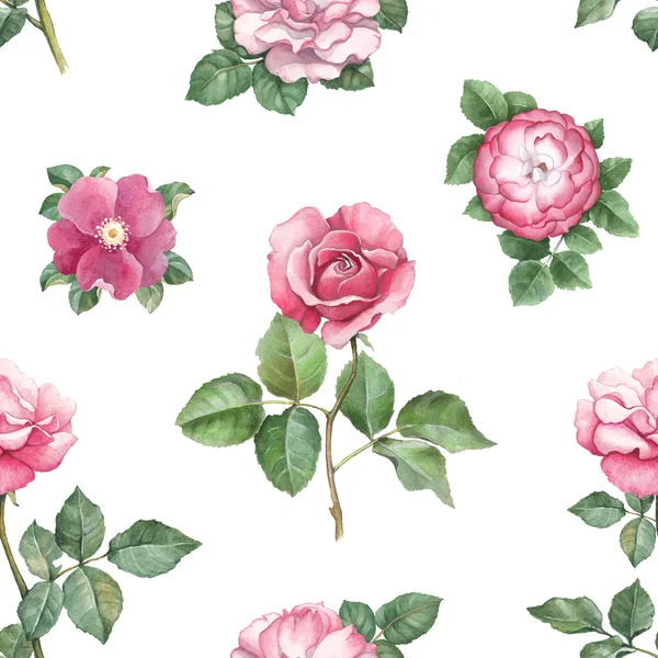 Akwarela róża ilustracja kwiaty. Wzór — Zdjęcie stockowe