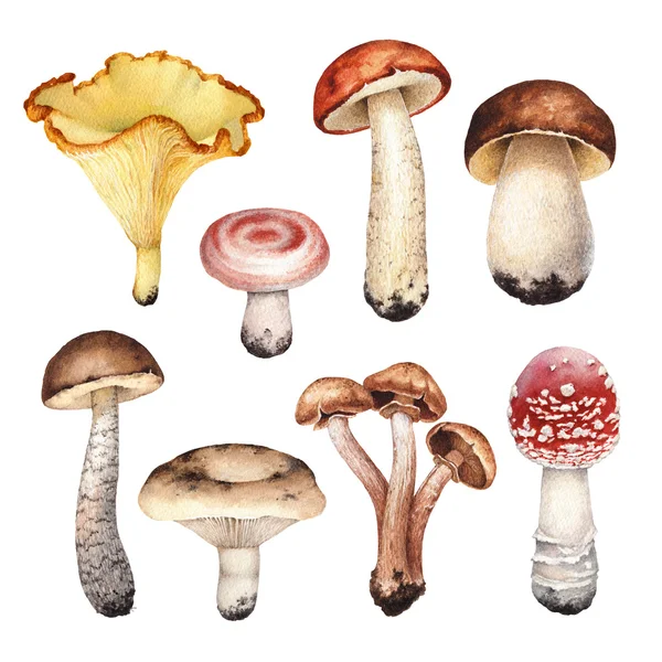 Ilustrações a aquarela de cogumelos — Fotografia de Stock