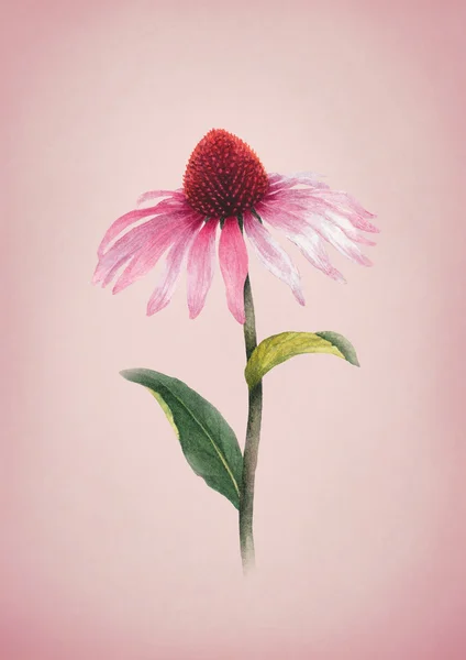 Aquarel illustratie van bloem — Stockfoto