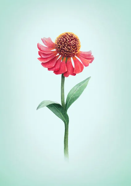 Acuarela ilustración de flor — Foto de Stock