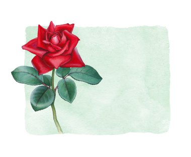 Suluboya gül çiçek kartı