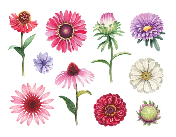 Virágok-akvarell szett — Stock Fotó