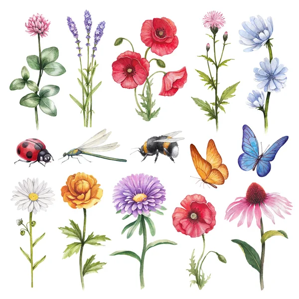 Wild flowers and insects set — Stock Photo, Image