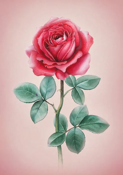 Watercolor rose flower card — Stock Photo, Image