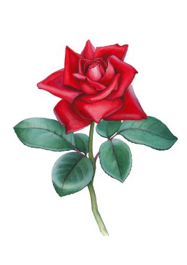 Suluboya gül çiçek kartı