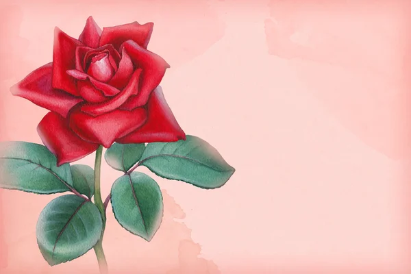 Aquarell Rose Blume Karte — Stockfoto