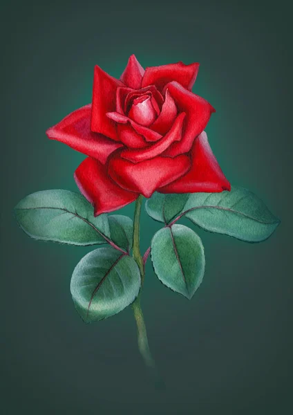 Aquarela rosa cartão de flor — Fotografia de Stock