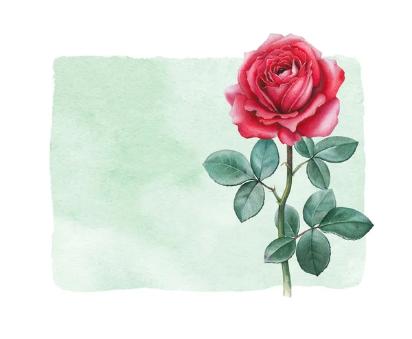 Akvarell Rózsa virág-kártya — Stock Fotó