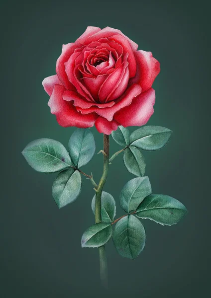 장미 꽃 수채화 카드 — 스톡 사진