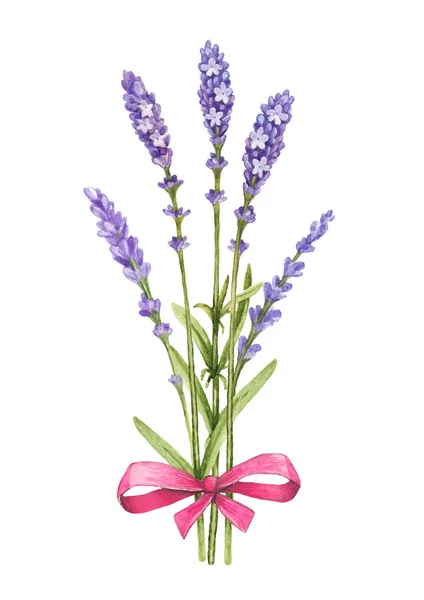 Acuarela flores de lavanda — Foto de Stock