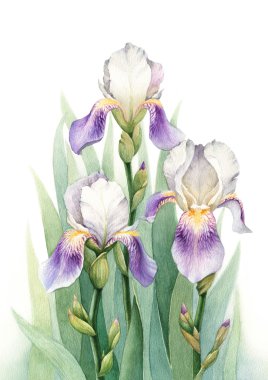 Suluboya Iris çiçekler