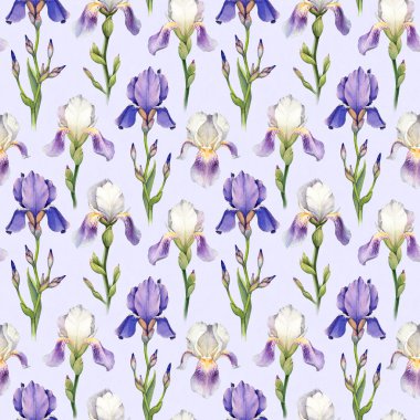 Suluboya Iris çiçek deseni