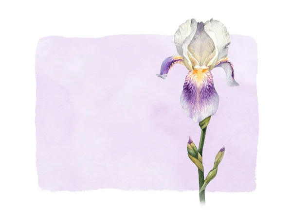 Akvarell iris blomma — Stockfoto