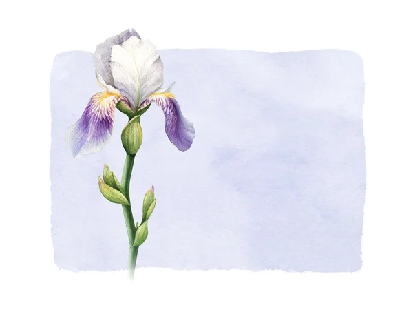 Το λουλούδι Ίρις ακουαρέλα — Φωτογραφία Αρχείου