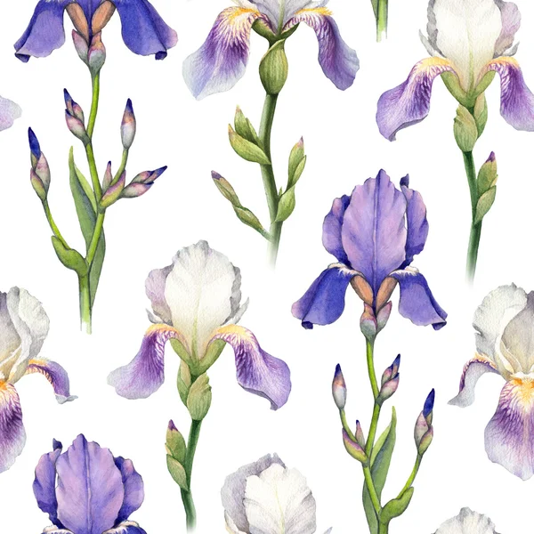 Akvarell írisz virág mintával — Stock Fotó