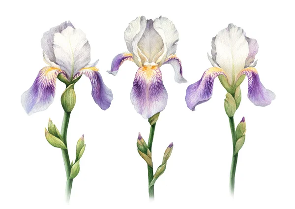 Flores de íris aquarela — Fotografia de Stock