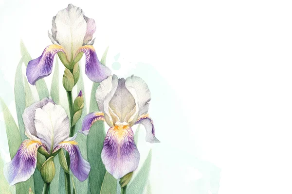 Aquarel iris bloemen — Stockfoto