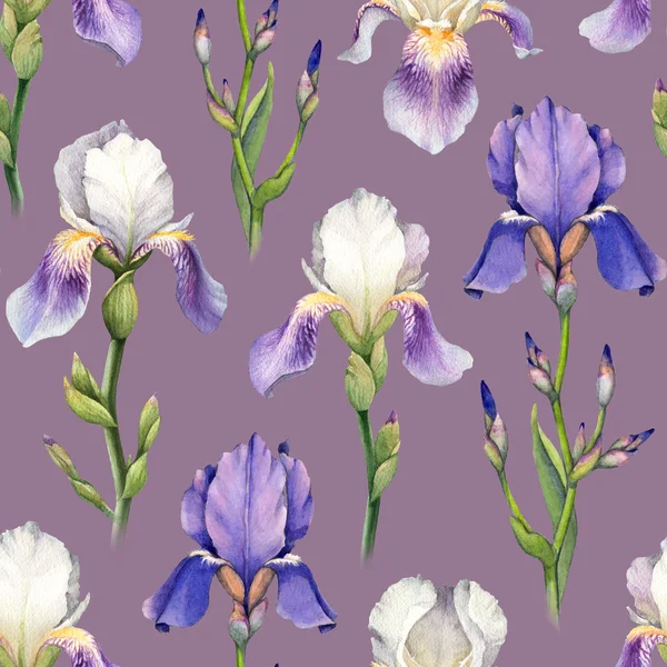 Akvarell iris blommor — Stockfoto