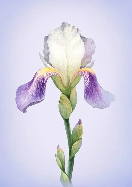 Akvarell írisz virág — Stock Fotó