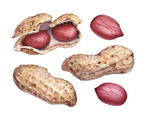 Watercolor peanuts set — Stock Photo, Image