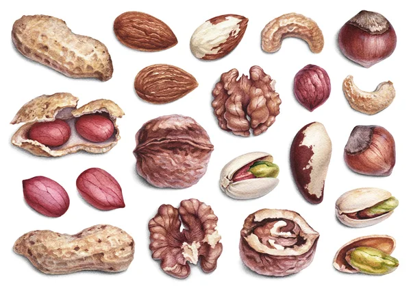 Watercolor illustrations of nuts — Stock Photo, Image