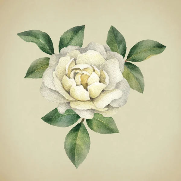 Watercolor rose flower — Stock Photo, Image