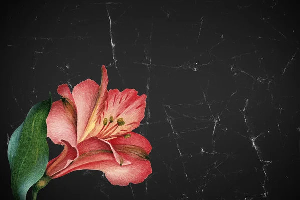 Cartão de flor lírio vermelho — Fotografia de Stock