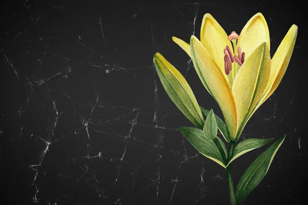 Жовтий лілії квітка — стокове фото