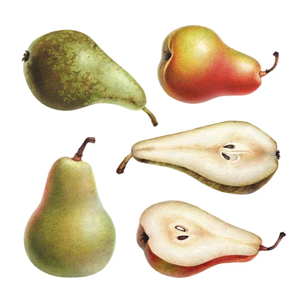 Acuarela ilustraciones de manzanas y peras . — Foto de Stock