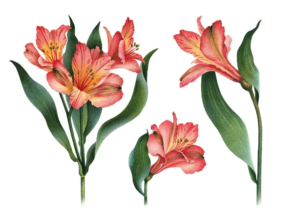 Watercolor illustrations of lily flowers — Stock Photo, Image