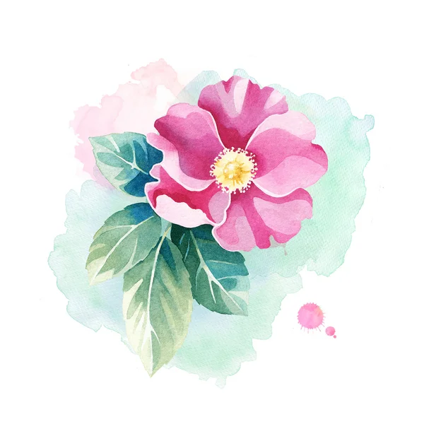 Aquarel wild rose bloem — Stockfoto