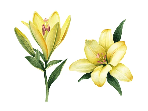 Watercolor illustrations of lily flowers. — Stock Photo, Image