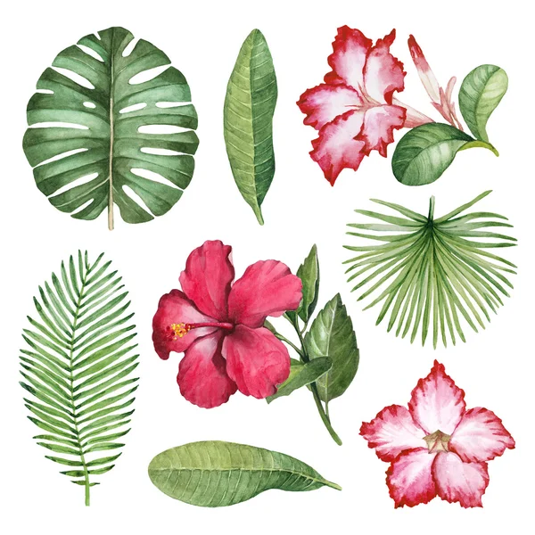 Иллюстрации тропической флоры — стоковое фото