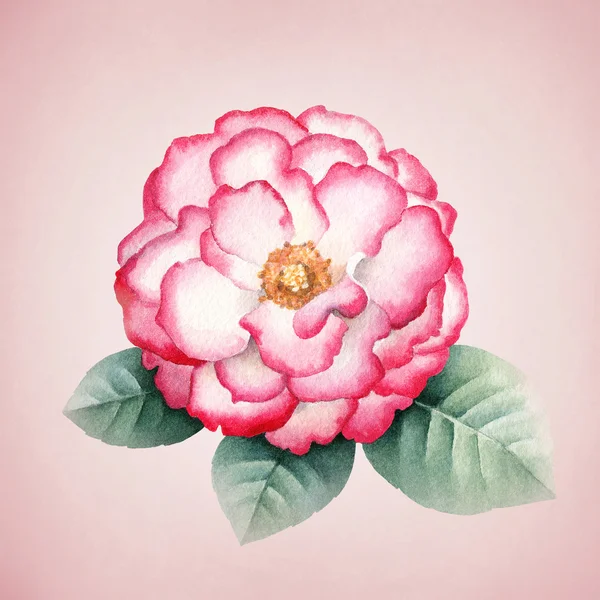 Akvarel růžová květina. — Stock fotografie