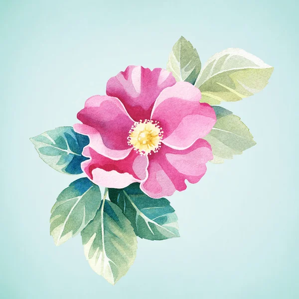Akvarel divoká růže květ. — Stock fotografie