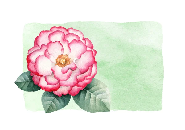 Background with a watercolor rose flower. — Stock Photo, Image