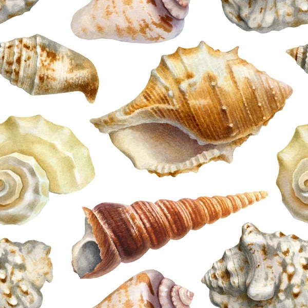 Patrón con ilustraciones de acuarela de conchas —  Fotos de Stock