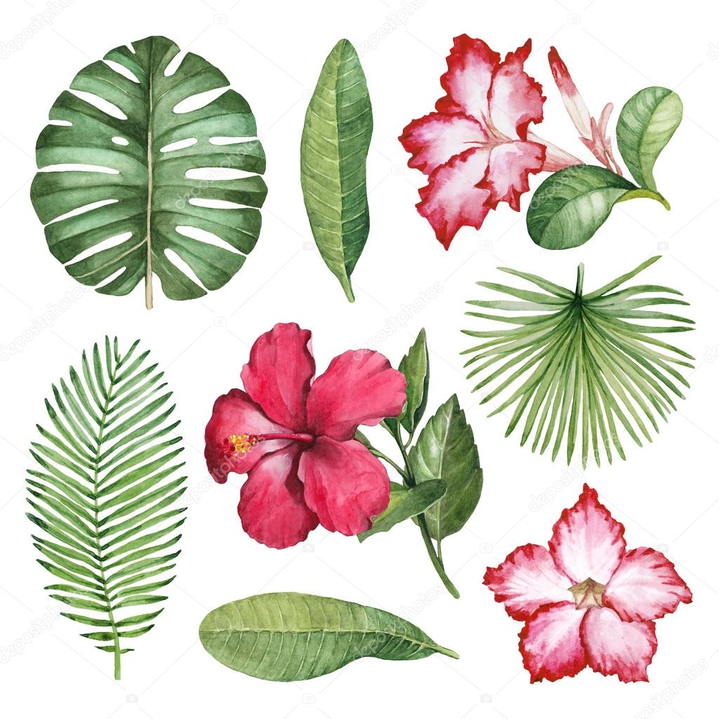 Illustrations of tropical flora Stock Photo by ©Sashsmir 121795362
