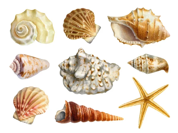 Aquarell-Illustrationen von Muscheln — Stockfoto