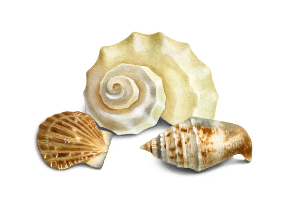 水彩插图的贝壳 — 图库照片