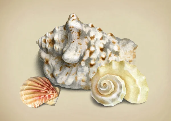 Ilustração aquarela de conchas — Fotografia de Stock