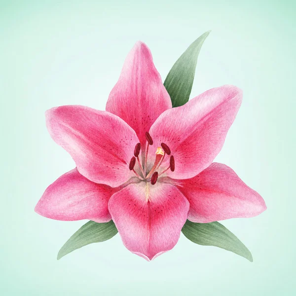 Акварельна ілюстрація квітів лілії . — стокове фото
