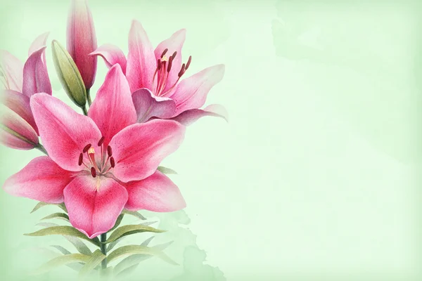 Aquarel illustratie van lily bloemen. — Stockfoto