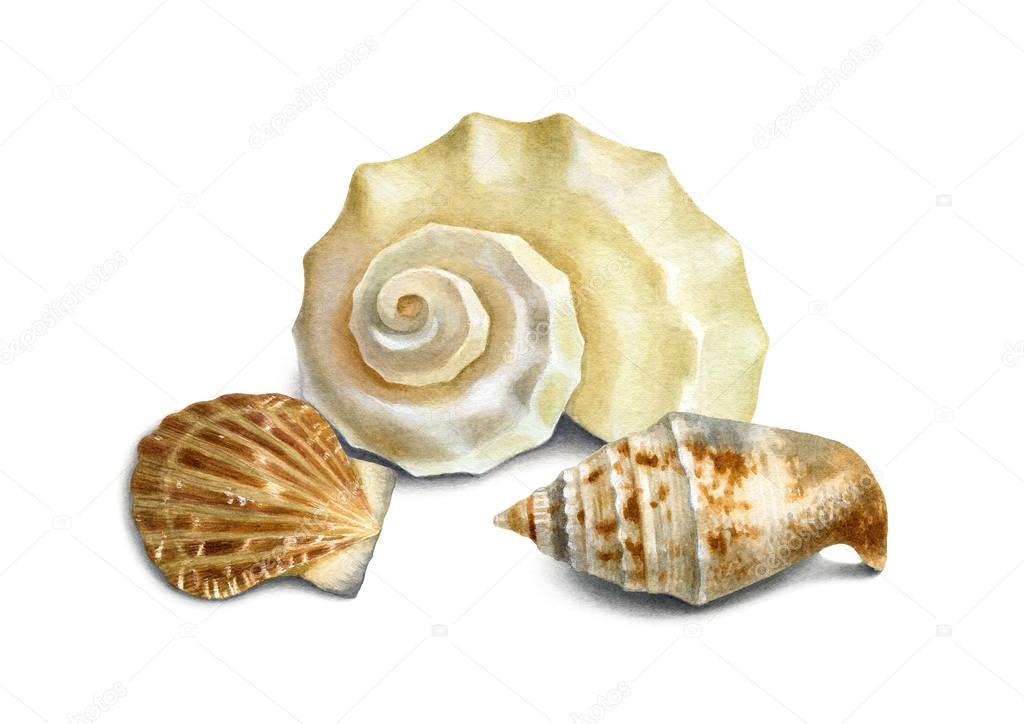 Watercolor illustration of shells 