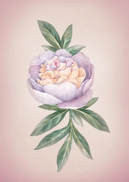 Flor de peônia aquarela . — Fotografia de Stock
