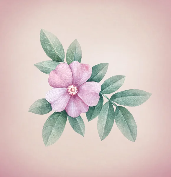 Aquarela selvagem rosa flor — Fotografia de Stock