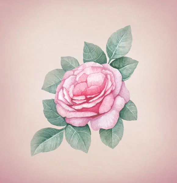 Aquarell Rose Illustration — Stockfoto
