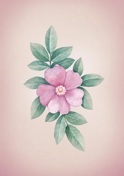 水彩野生玫瑰花朵 — 图库照片